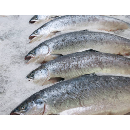 Organic Irish Salmon (wholesale)