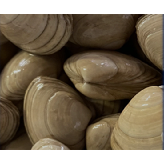 Clams (wholesale)