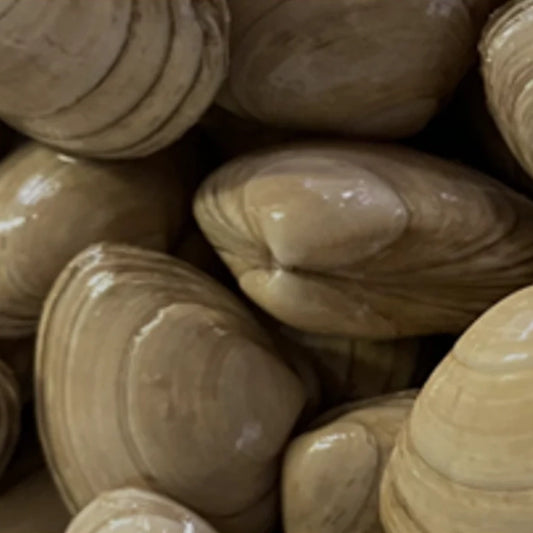 Clams (wholesale)