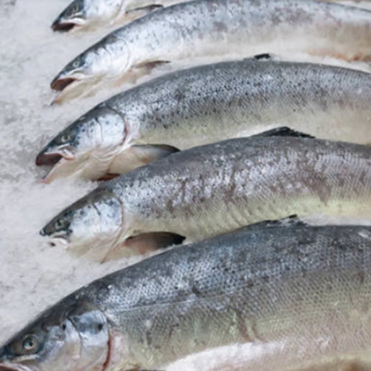 Organic Irish Salmon (wholesale)