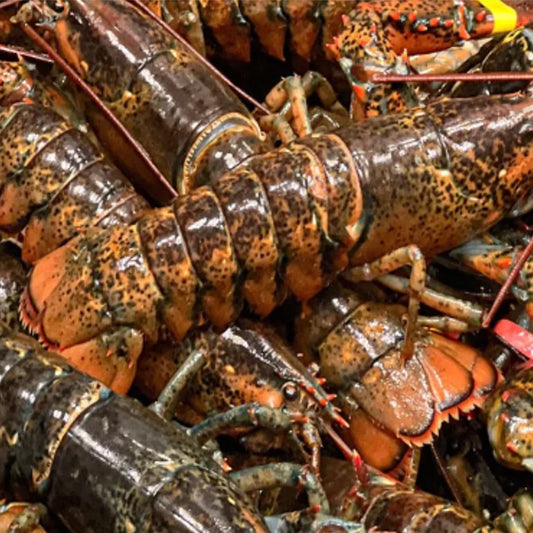 Irish Lobster (wholesale)