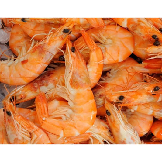 Shrimp (wholesale)