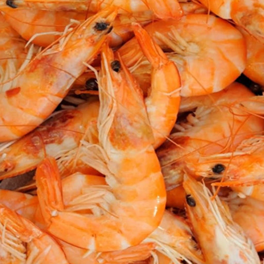 Shrimp (wholesale)